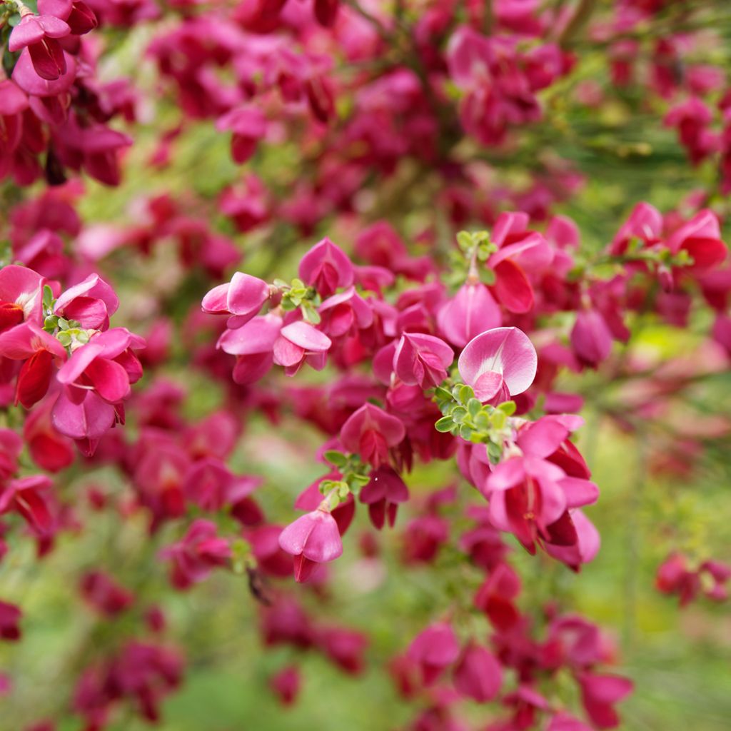 Jänönvihma Ruby