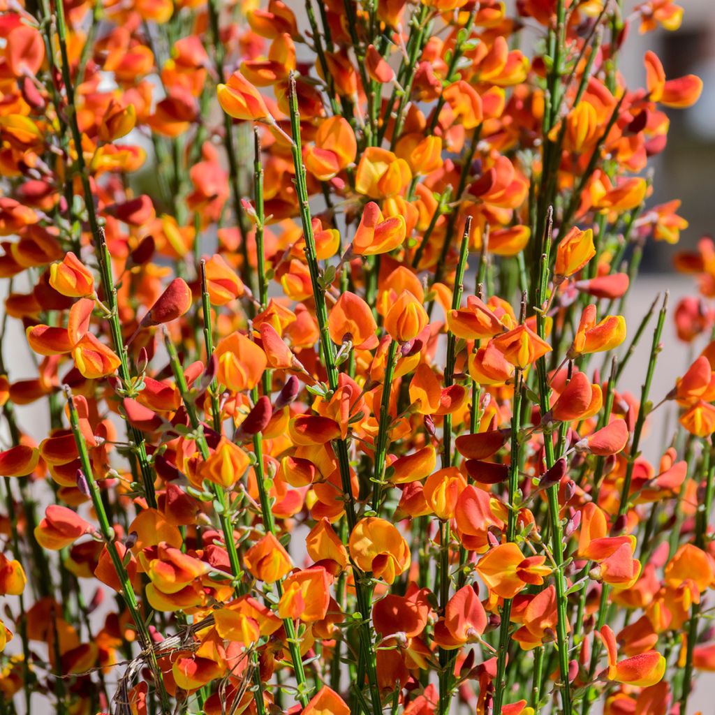 Jänönvihma Cytisus Lena