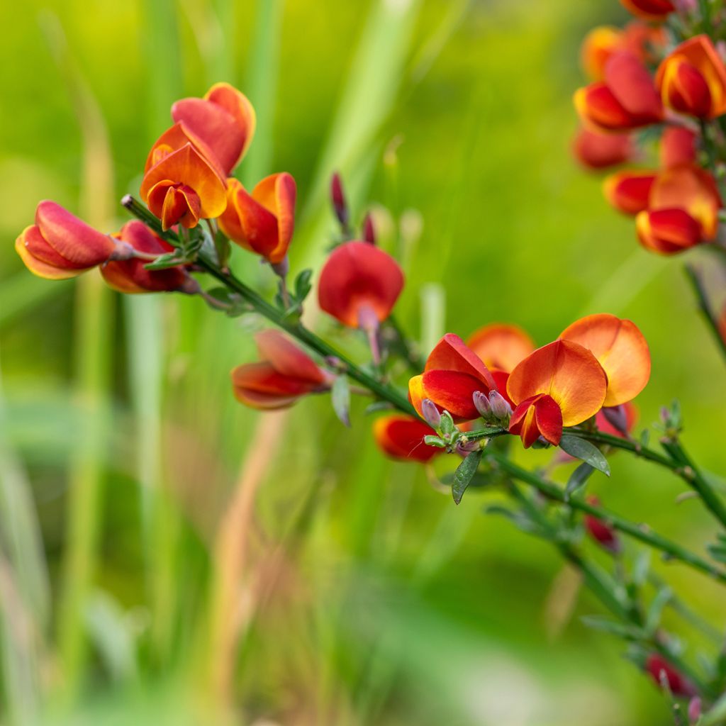 Jänönvihma Cytisus Lena