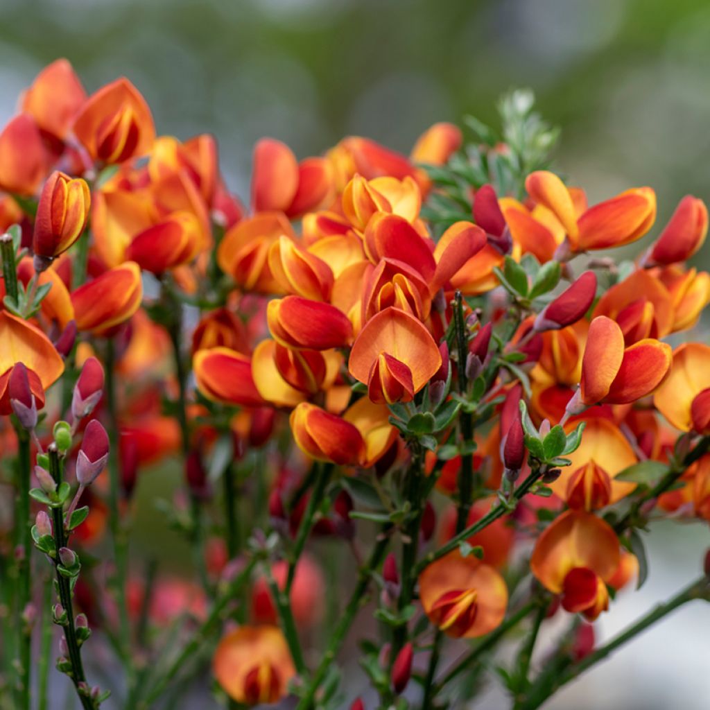 Jänönvihma Cytisus Lena