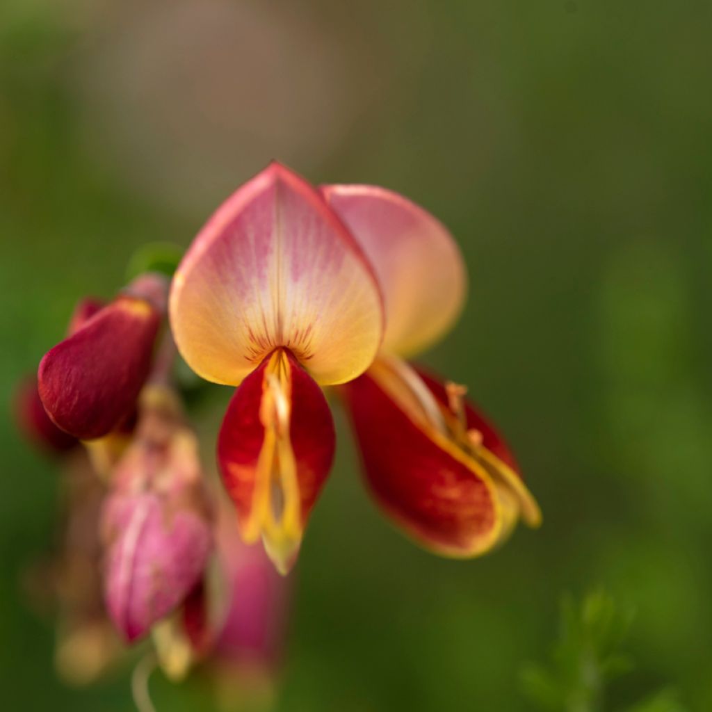Jänönvihma Cytisus Lena
