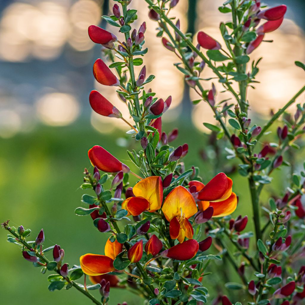 Jänönvihma Cytisus Lena