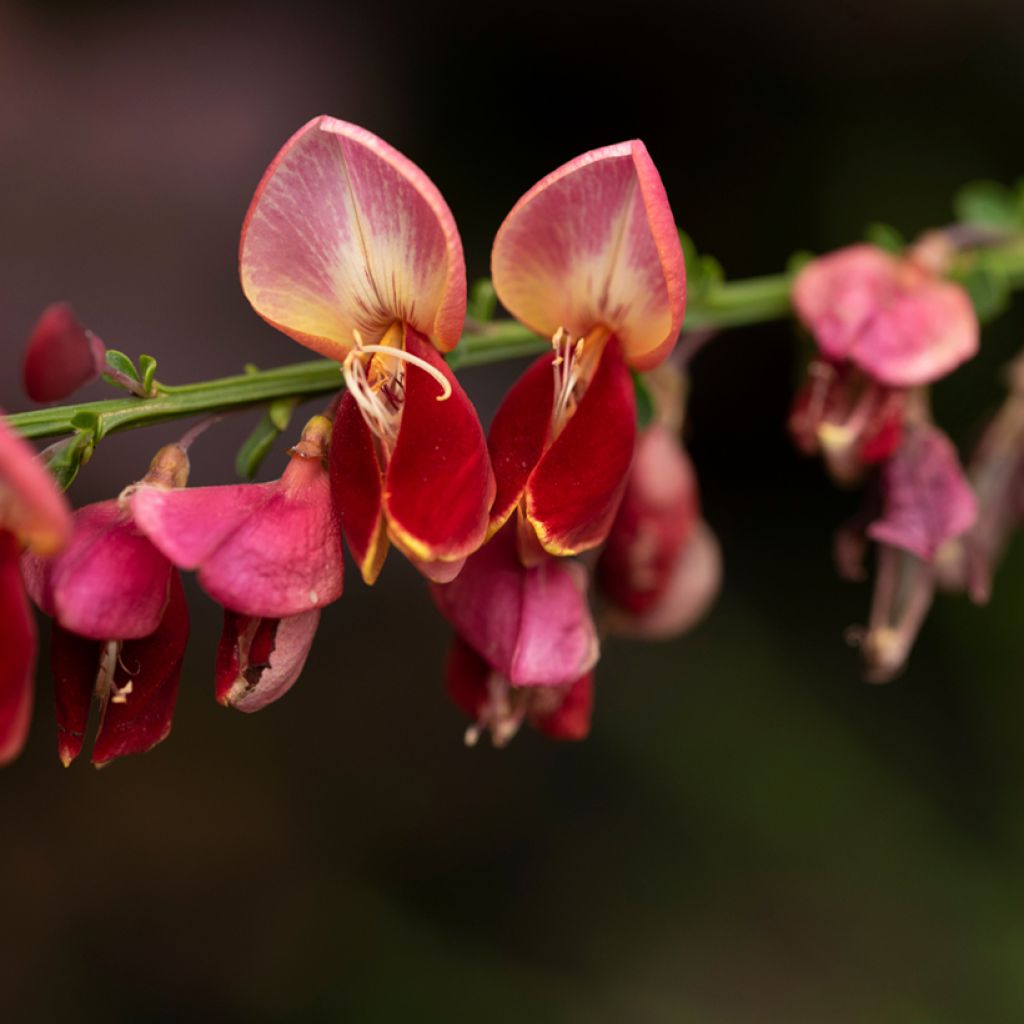 Jänönvihma Cytisus Lena