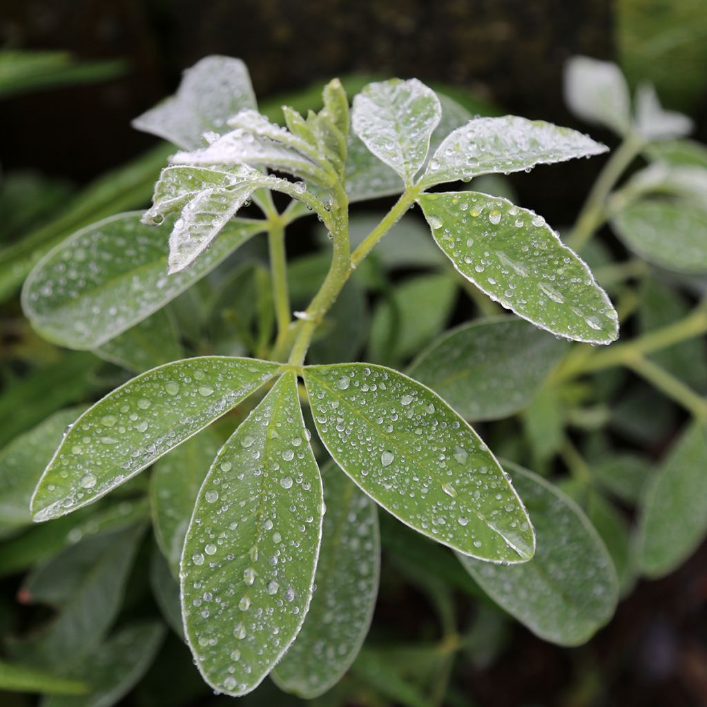 Vihma - Cytisus battandieri