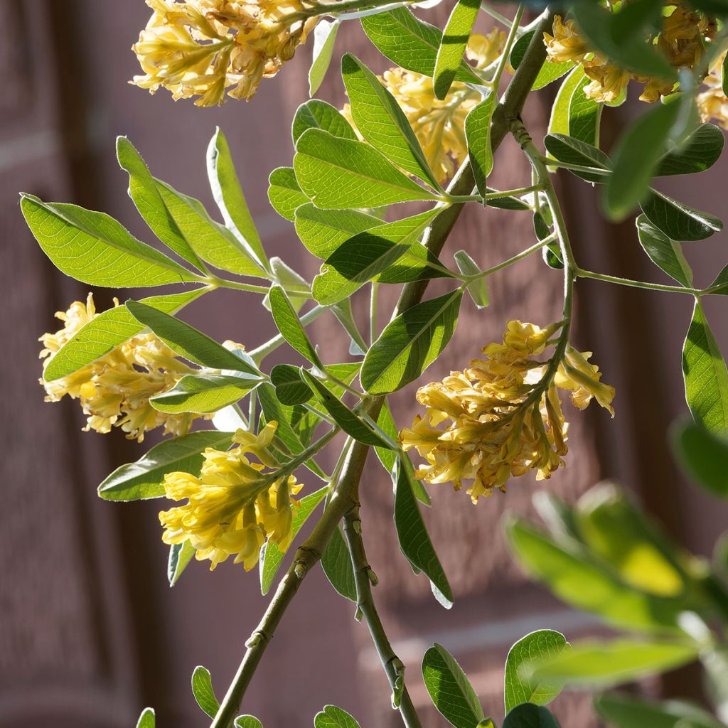 Vihma - Cytisus battandieri