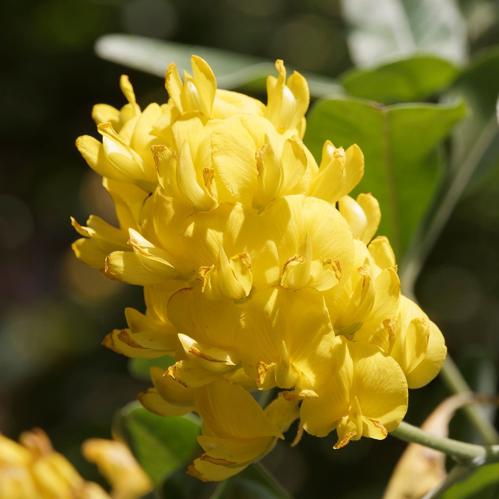 Vihma - Cytisus battandieri