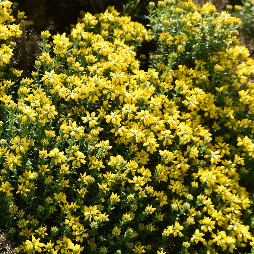 Värihernee - Genista hispanica