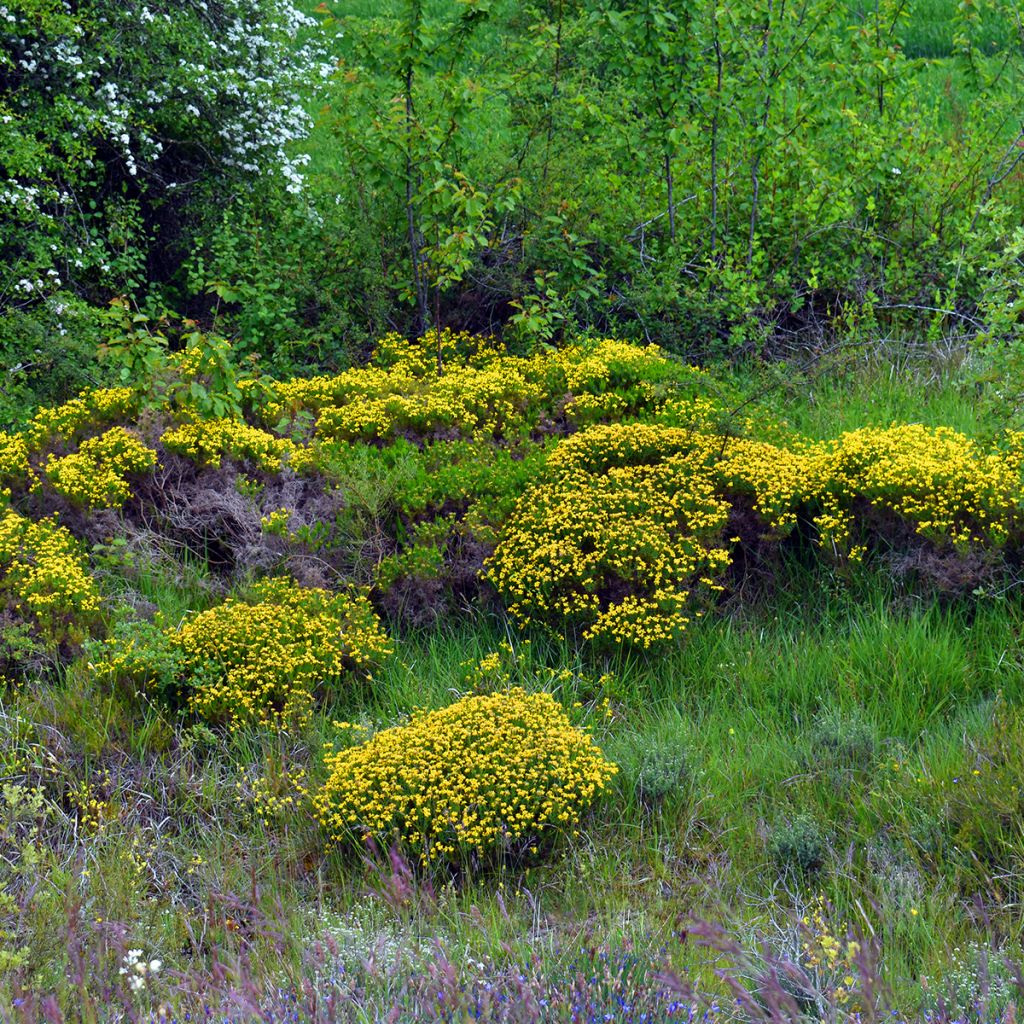 Värihernee - Genista hispanica