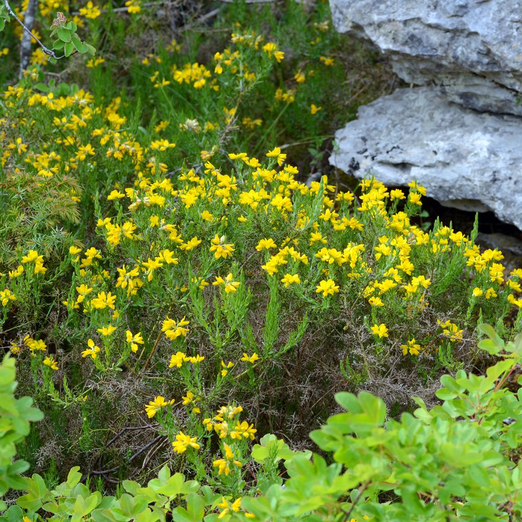 Värihernee - Genista hispanica