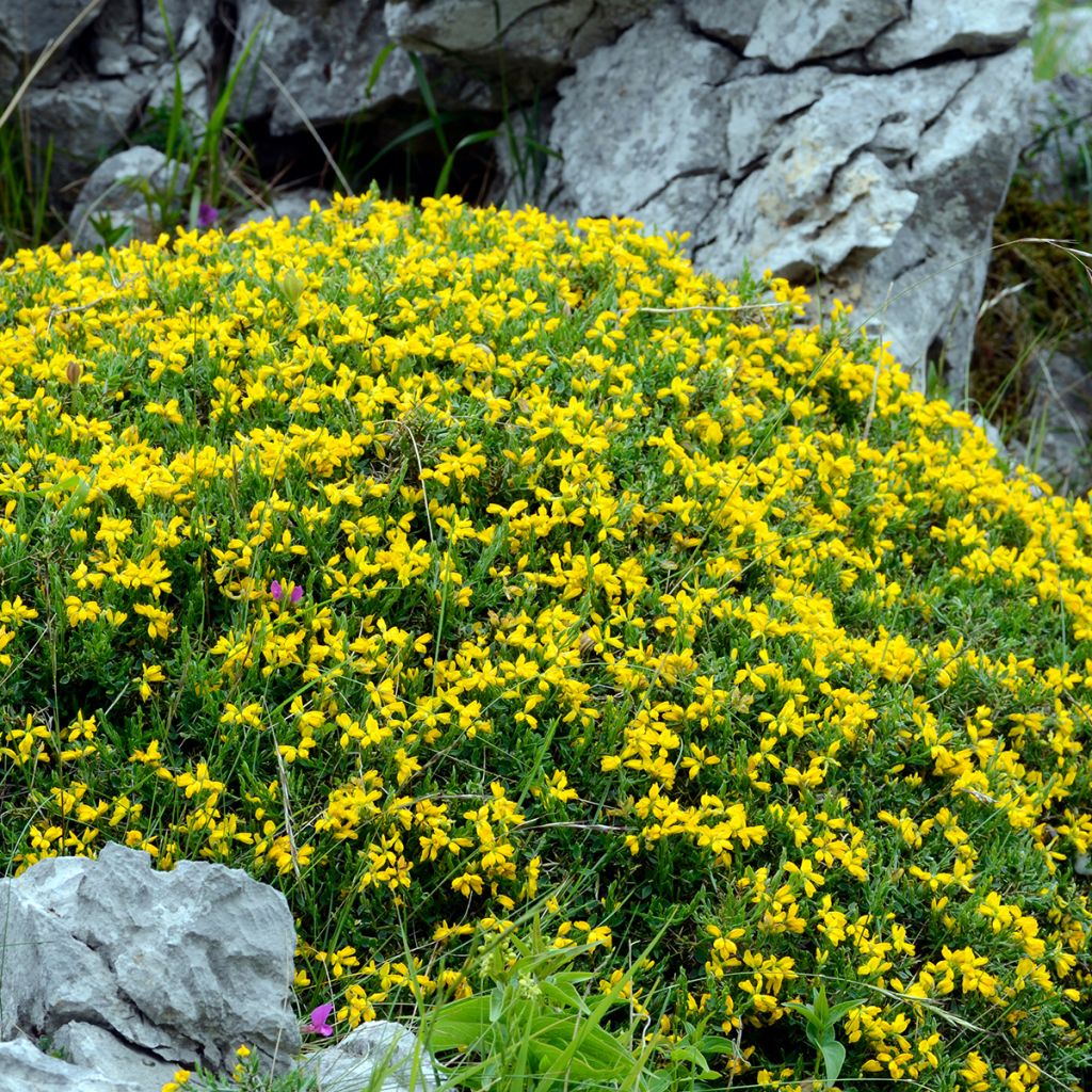 Värihernee - Genista hispanica