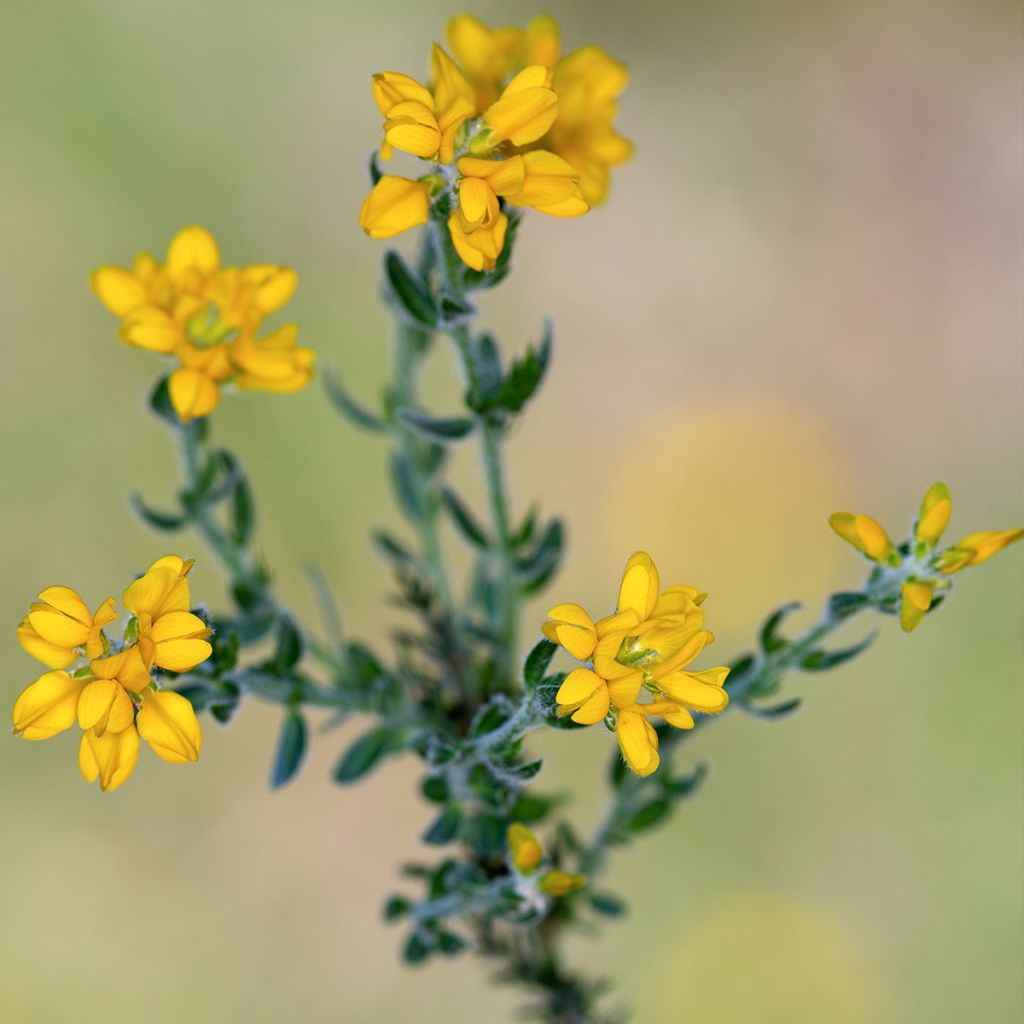 Värihernee - Genista hispanica