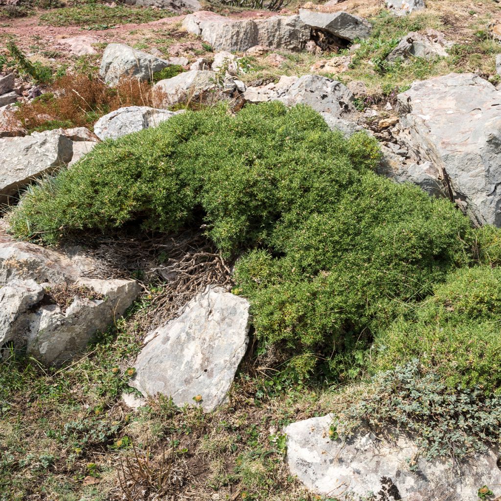 Värihernee - Genista hispanica