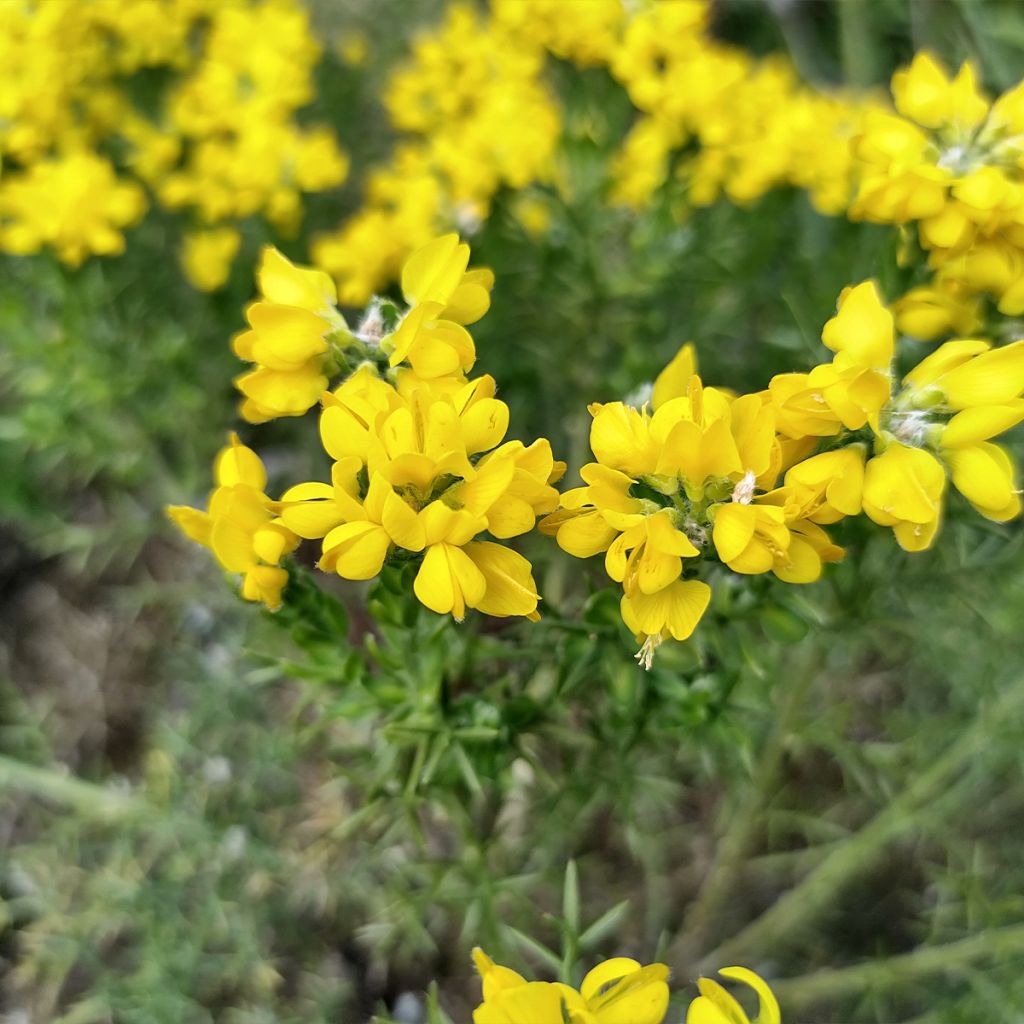Värihernee - Genista hispanica