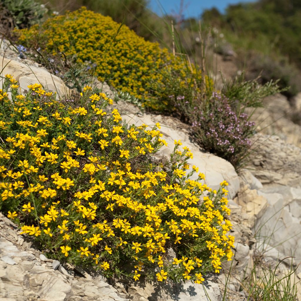 Värihernee - Genista hispanica