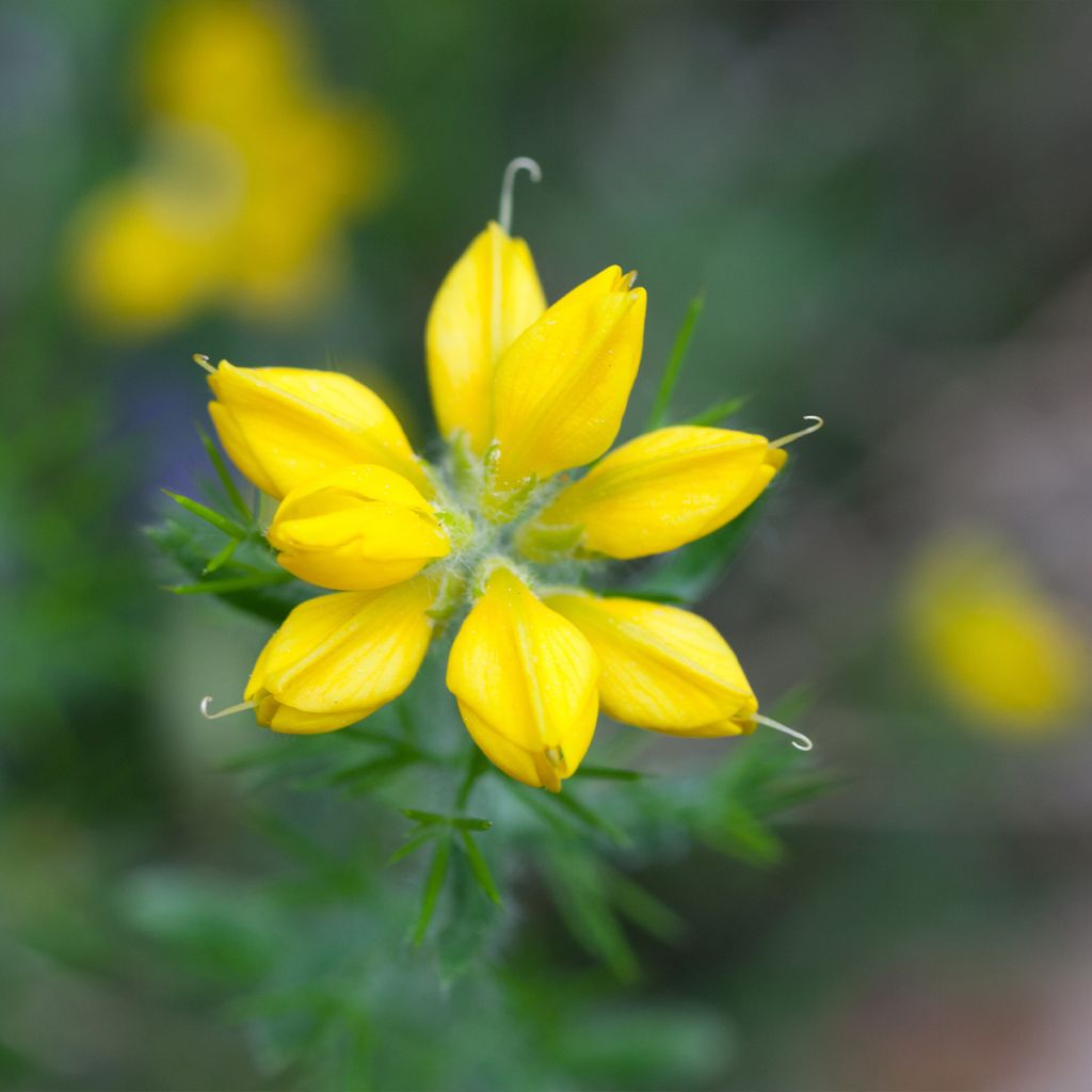 Värihernee - Genista hispanica