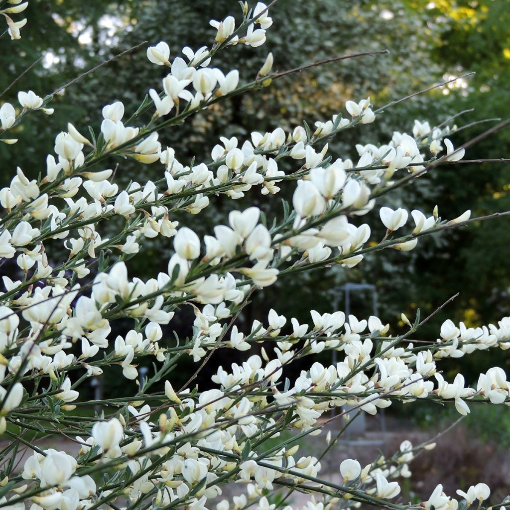 Kevätvihma Albus