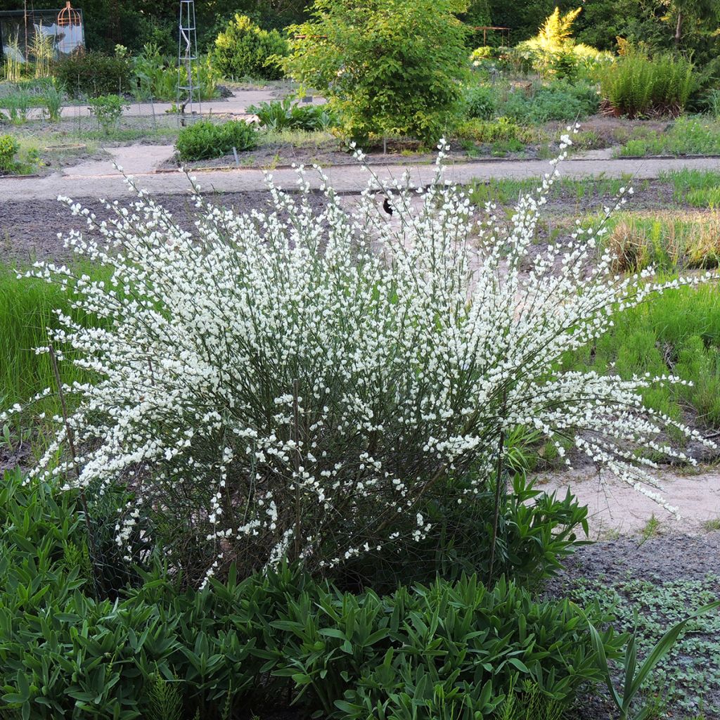 Kevätvihma Albus