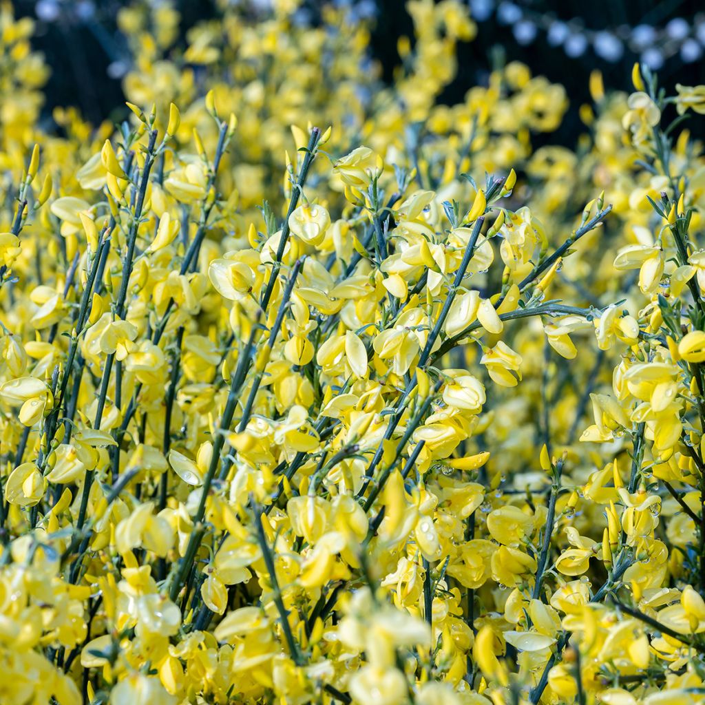 Kevätvihma Allgold