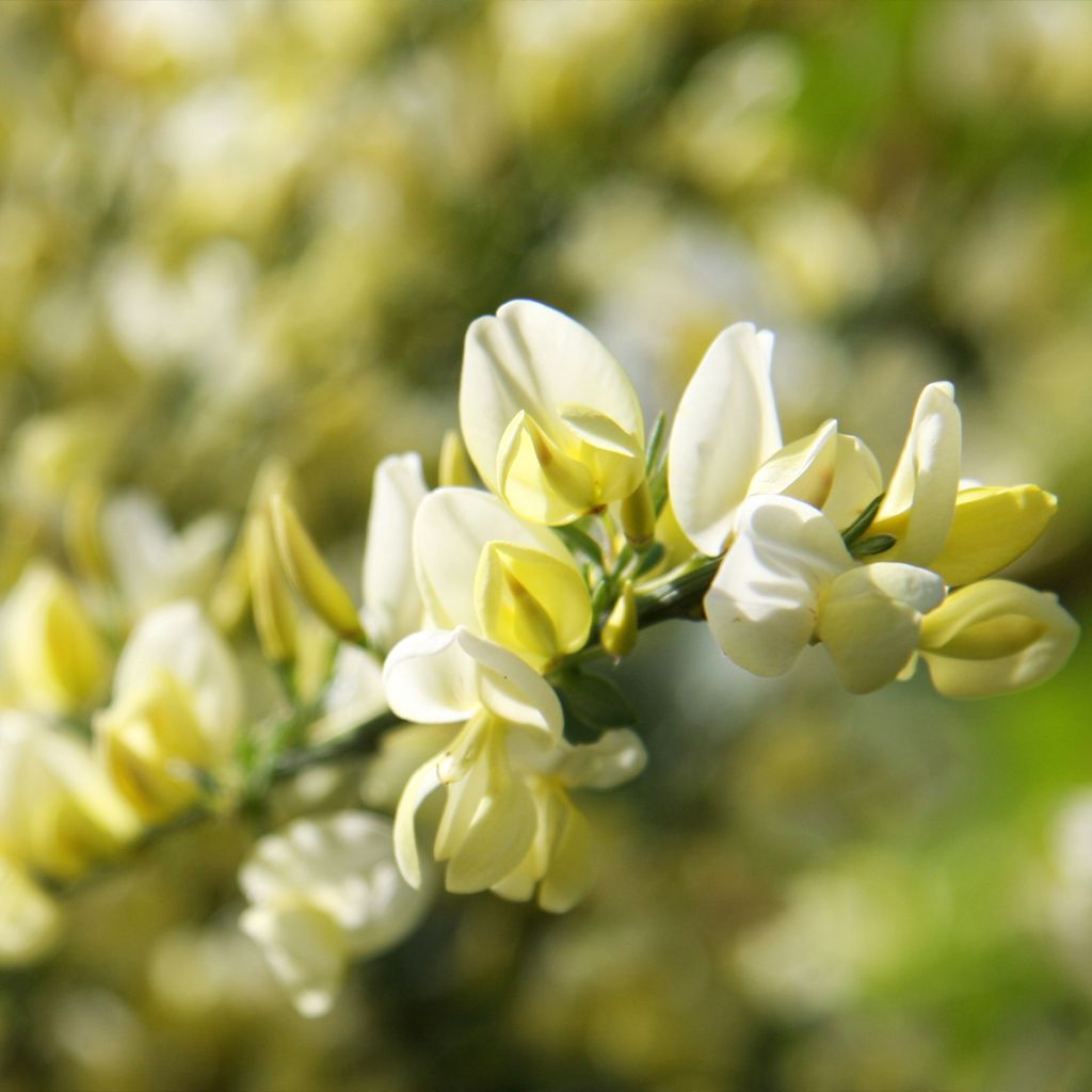 Kevätvihma - Cytisus x praecox