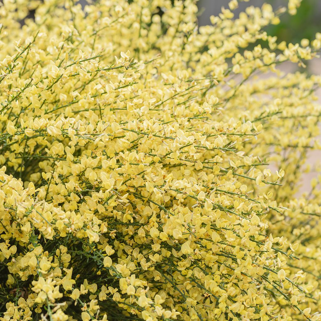 Kevätvihma - Cytisus x praecox