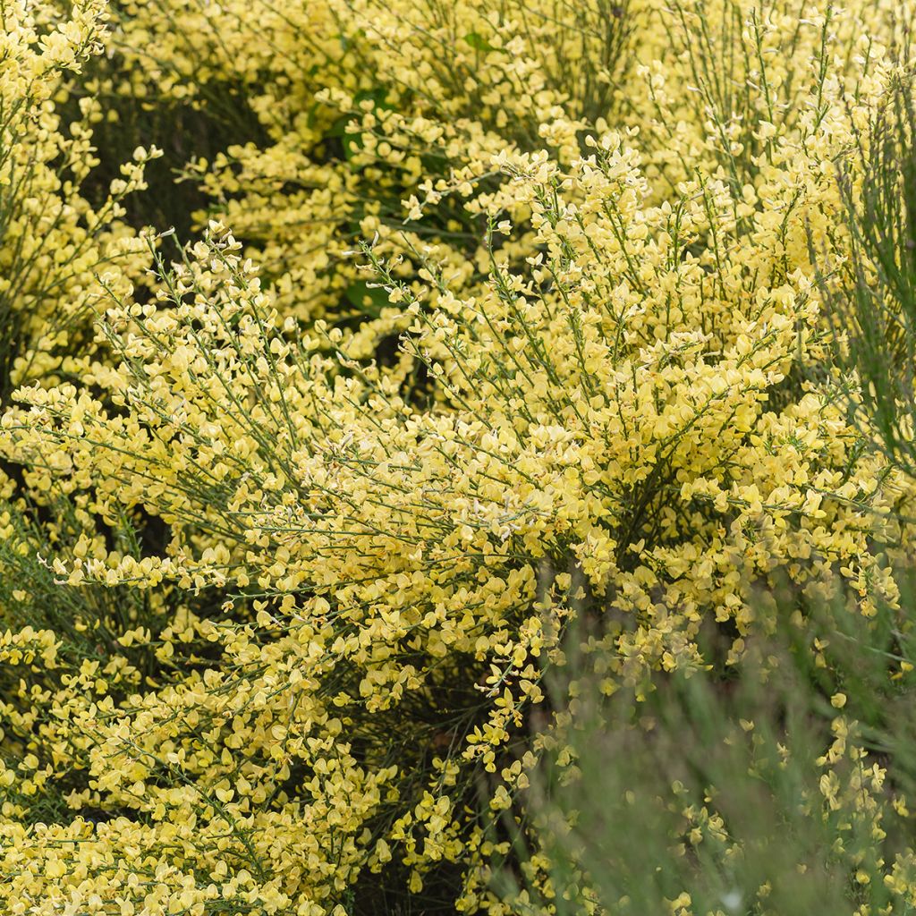 Kevätvihma - Cytisus x praecox