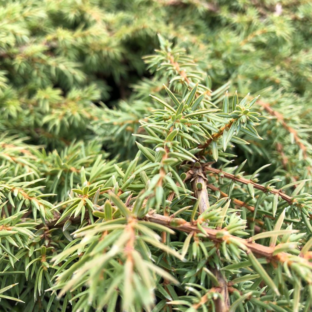 Kataja Green Carpet