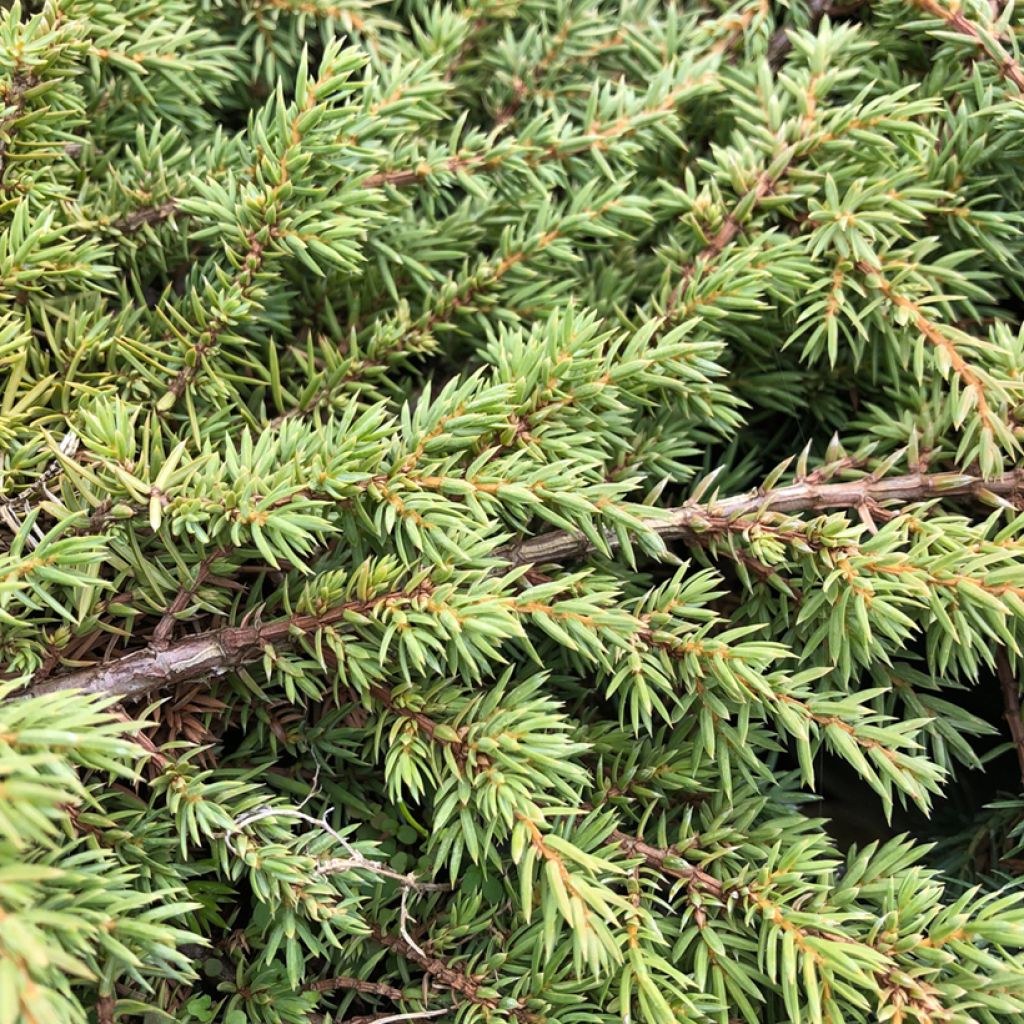Kataja Green Carpet