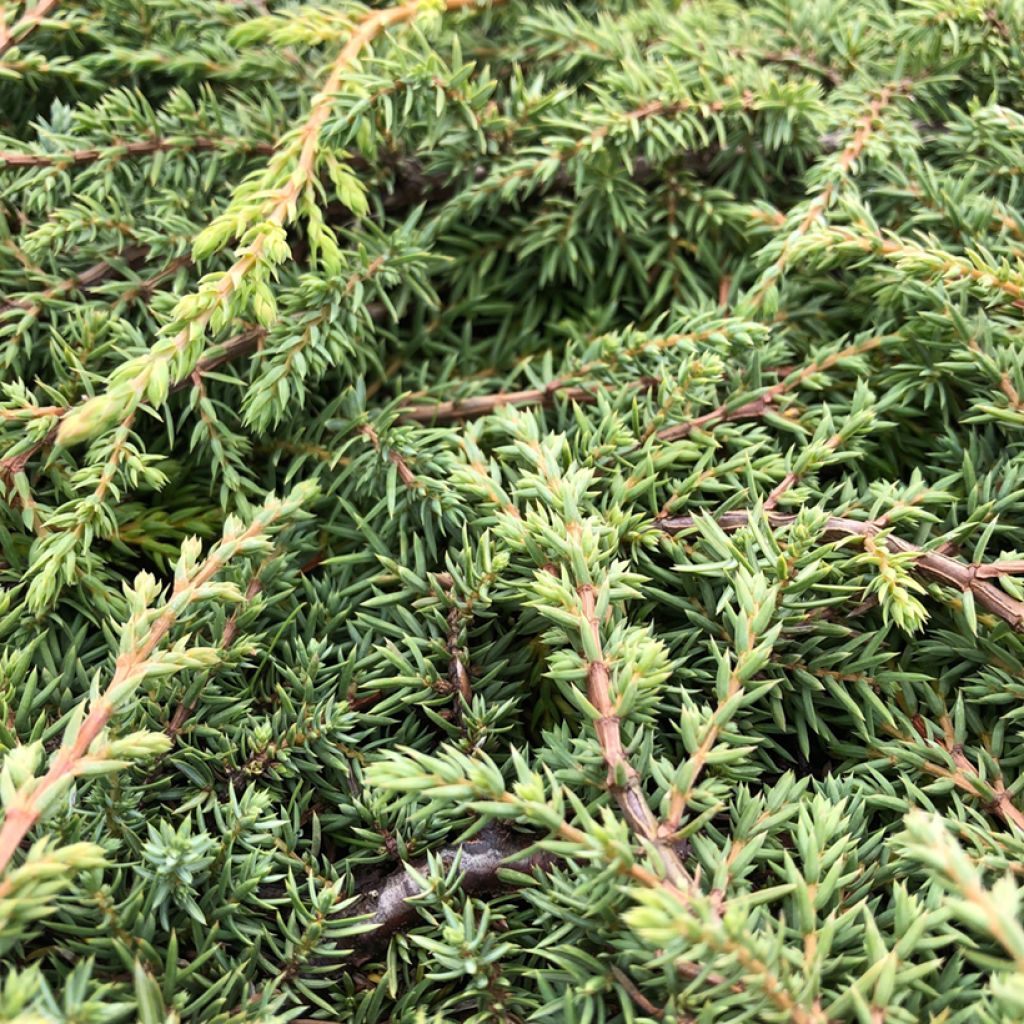 Kataja Green Carpet
