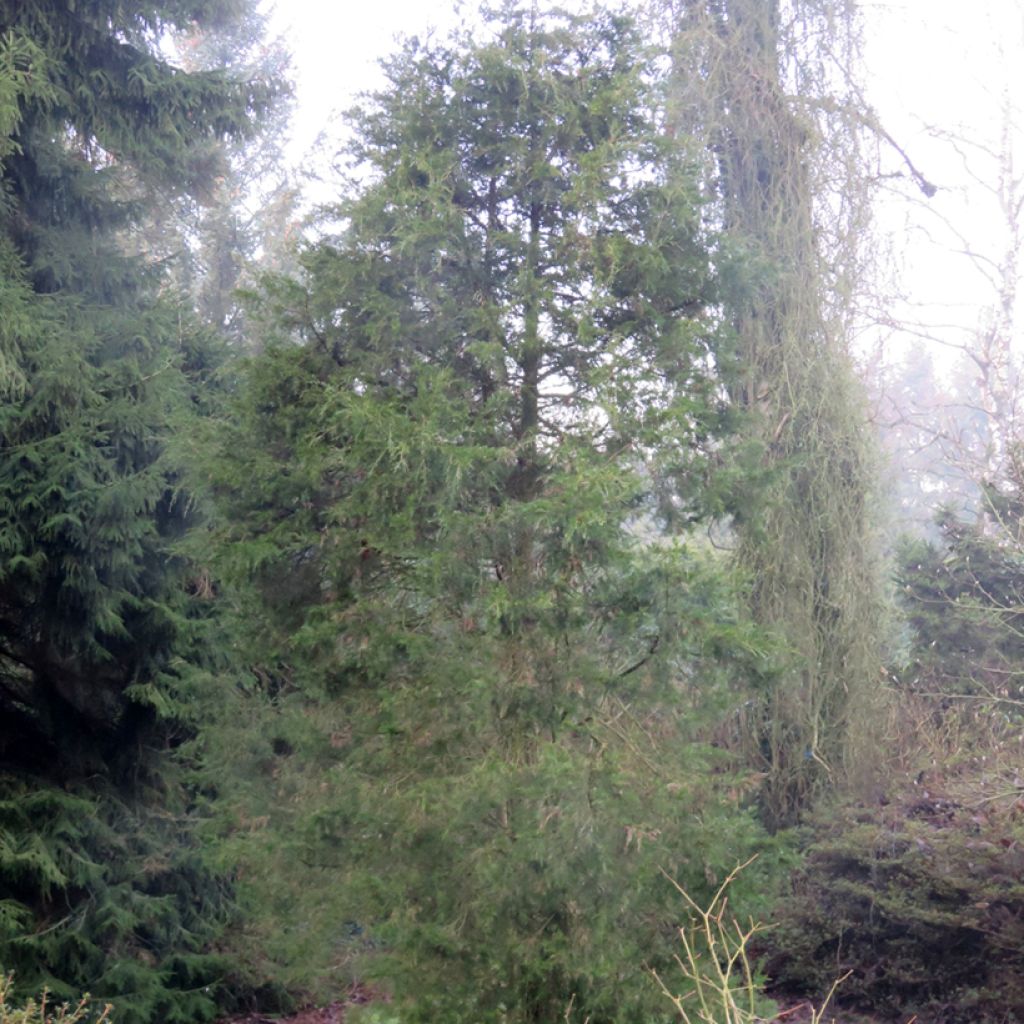 Kynäkataja - Juniperus virginiana