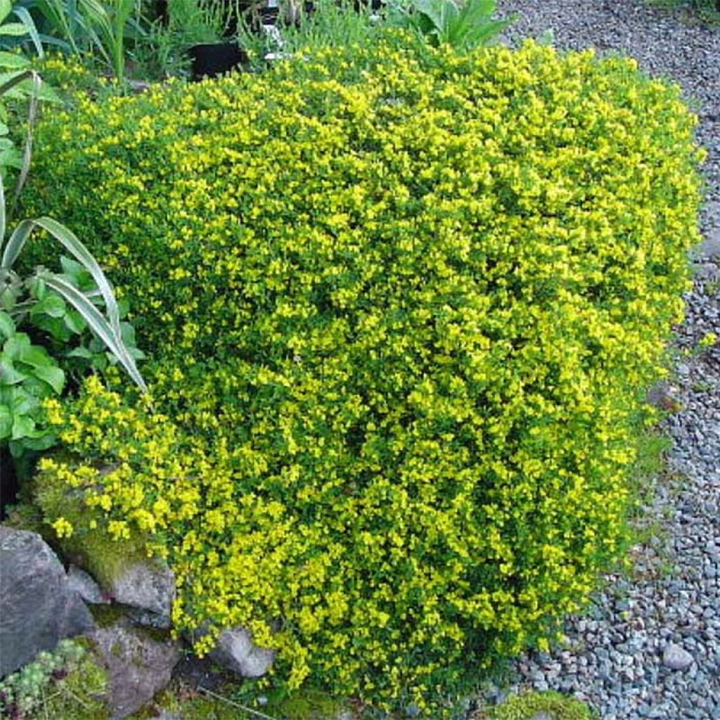 Karvaväriherne Vancouver Gold