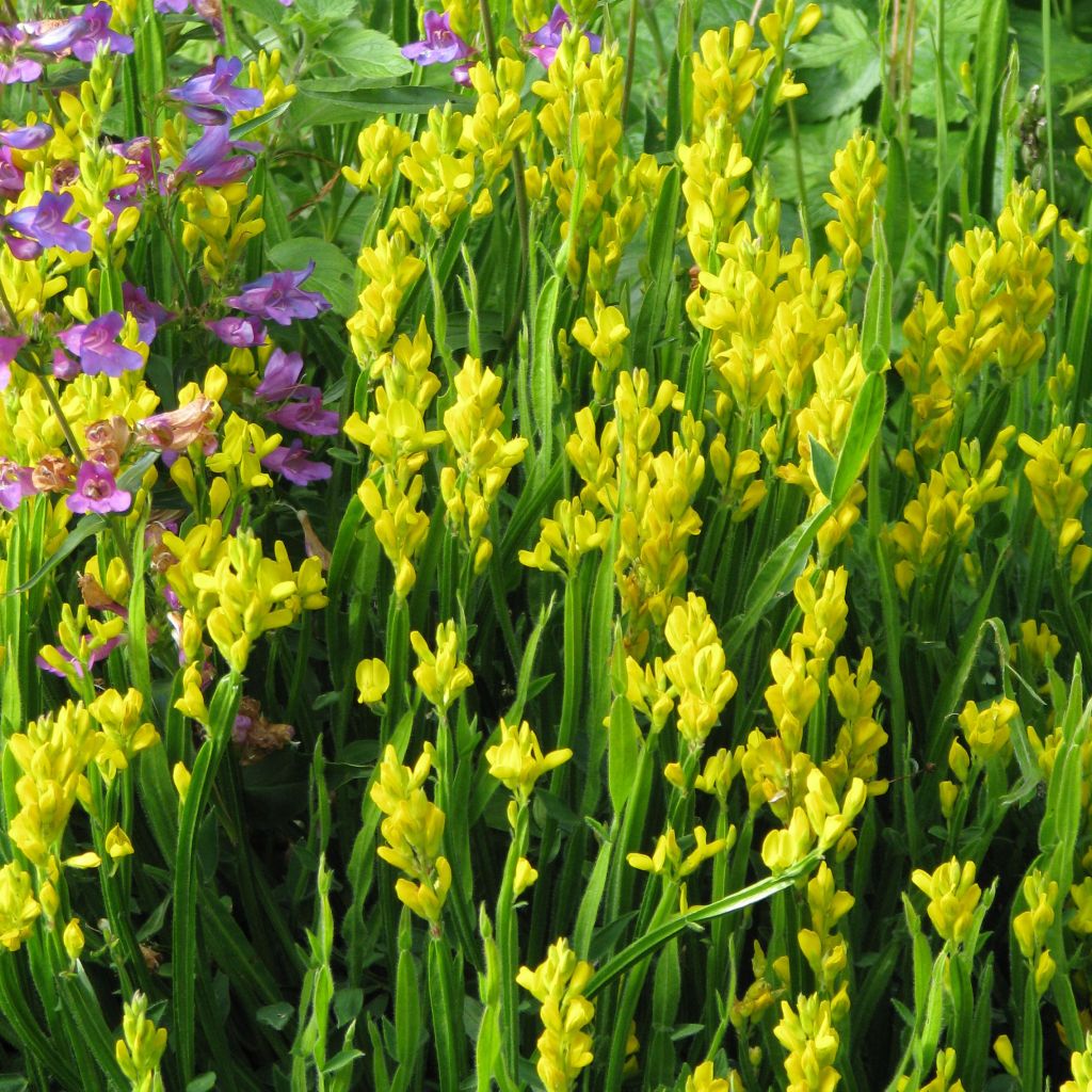 Varpuväriherne - Genista sagittalis