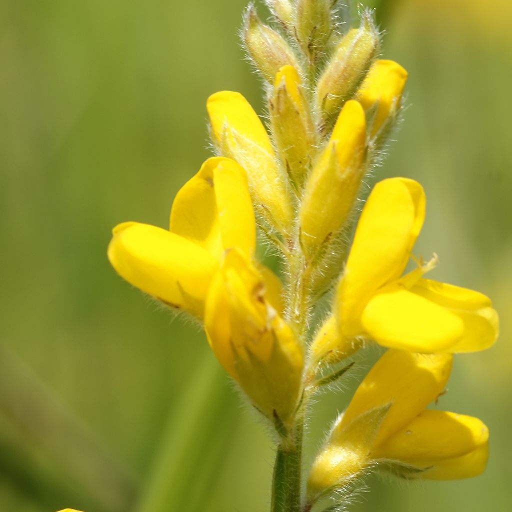 Varpuväriherne - Genista sagittalis