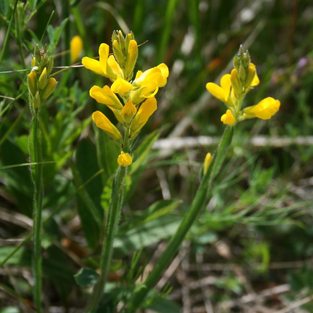 Varpuväriherne - Genista sagittalis