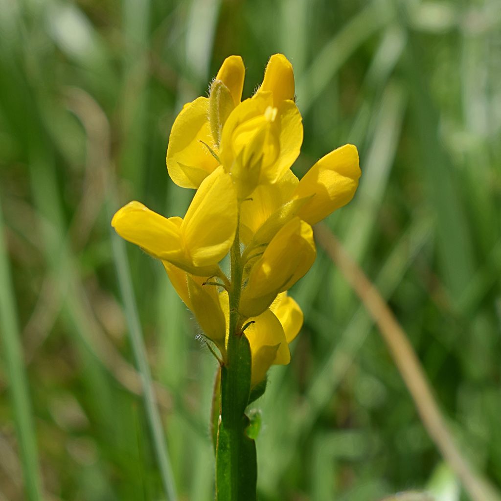 Varpuväriherne - Genista sagittalis