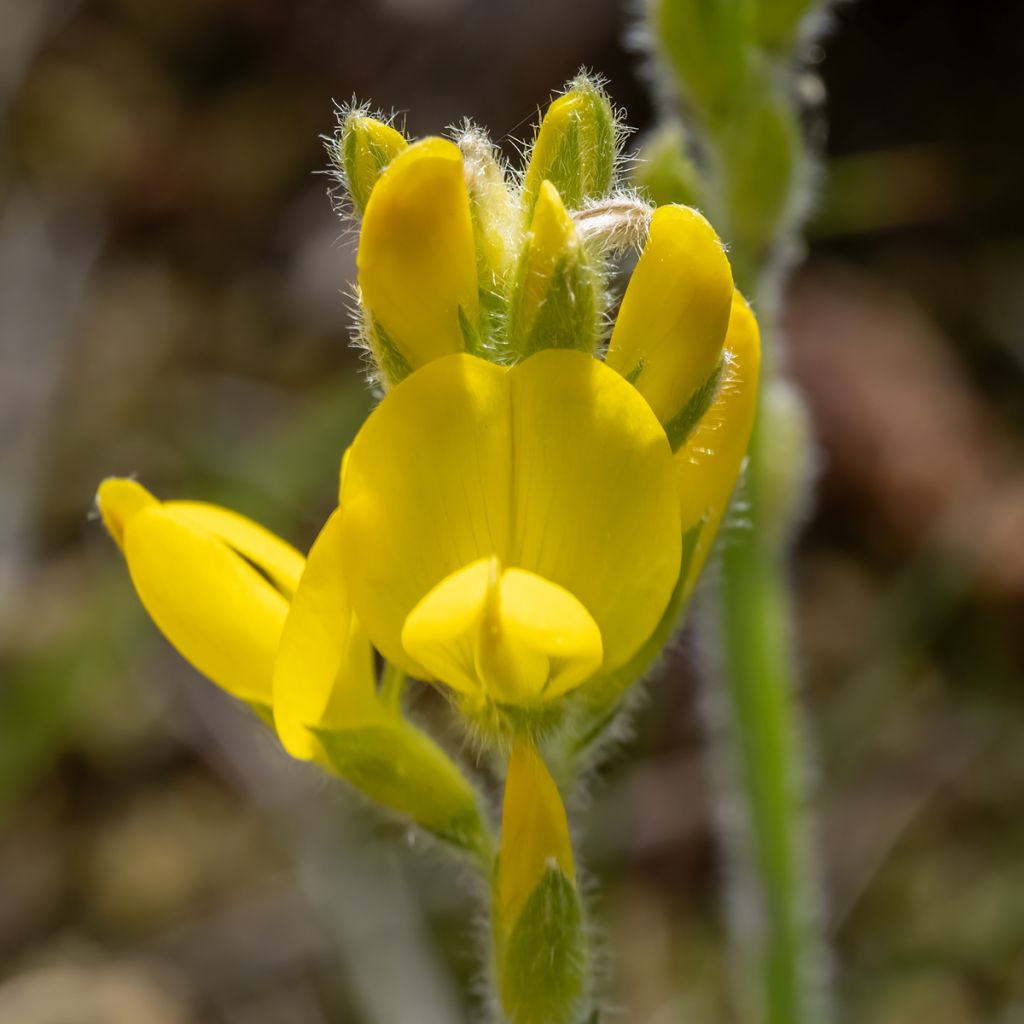 Varpuväriherne - Genista sagittalis