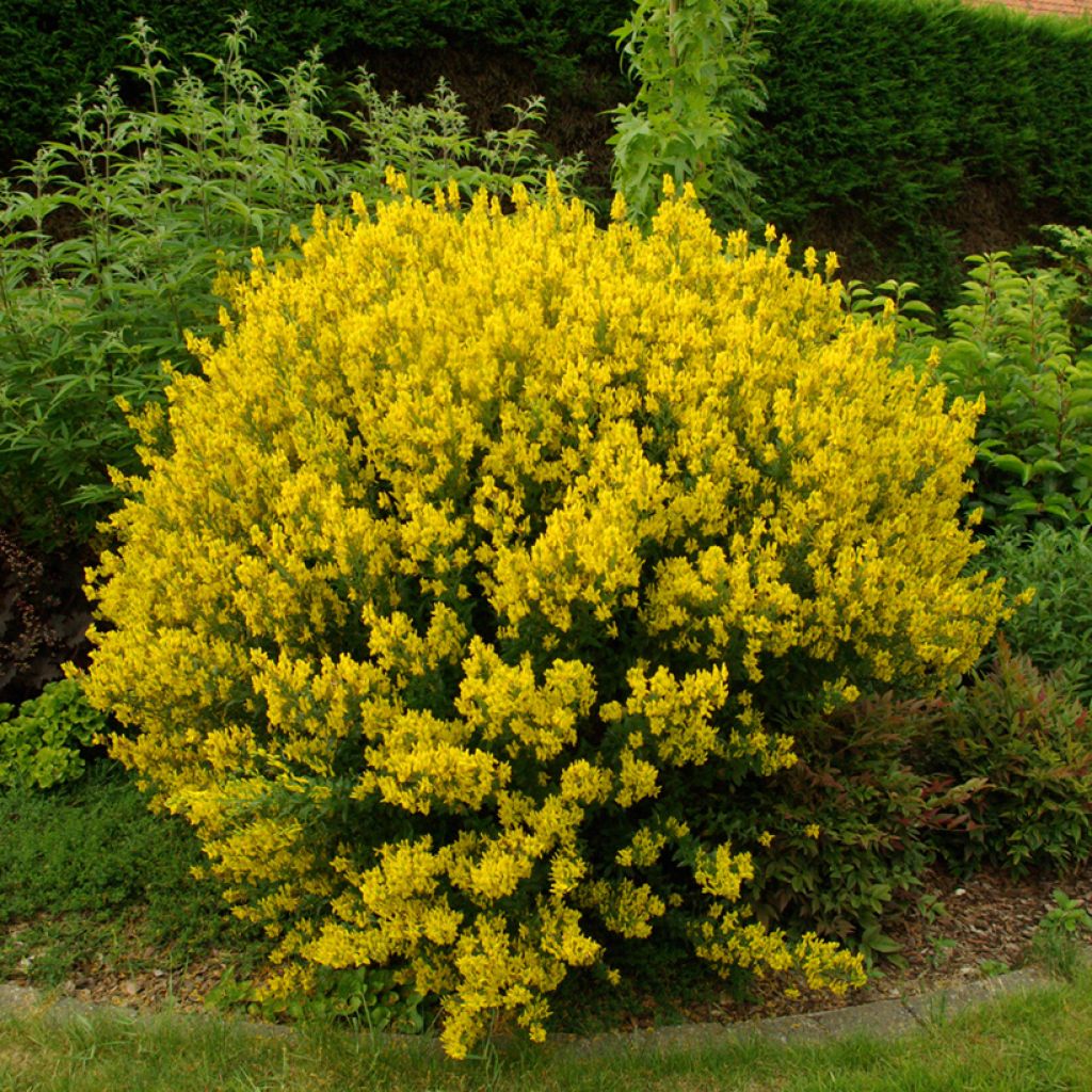 Pensasväriherne - Genista tinctoria