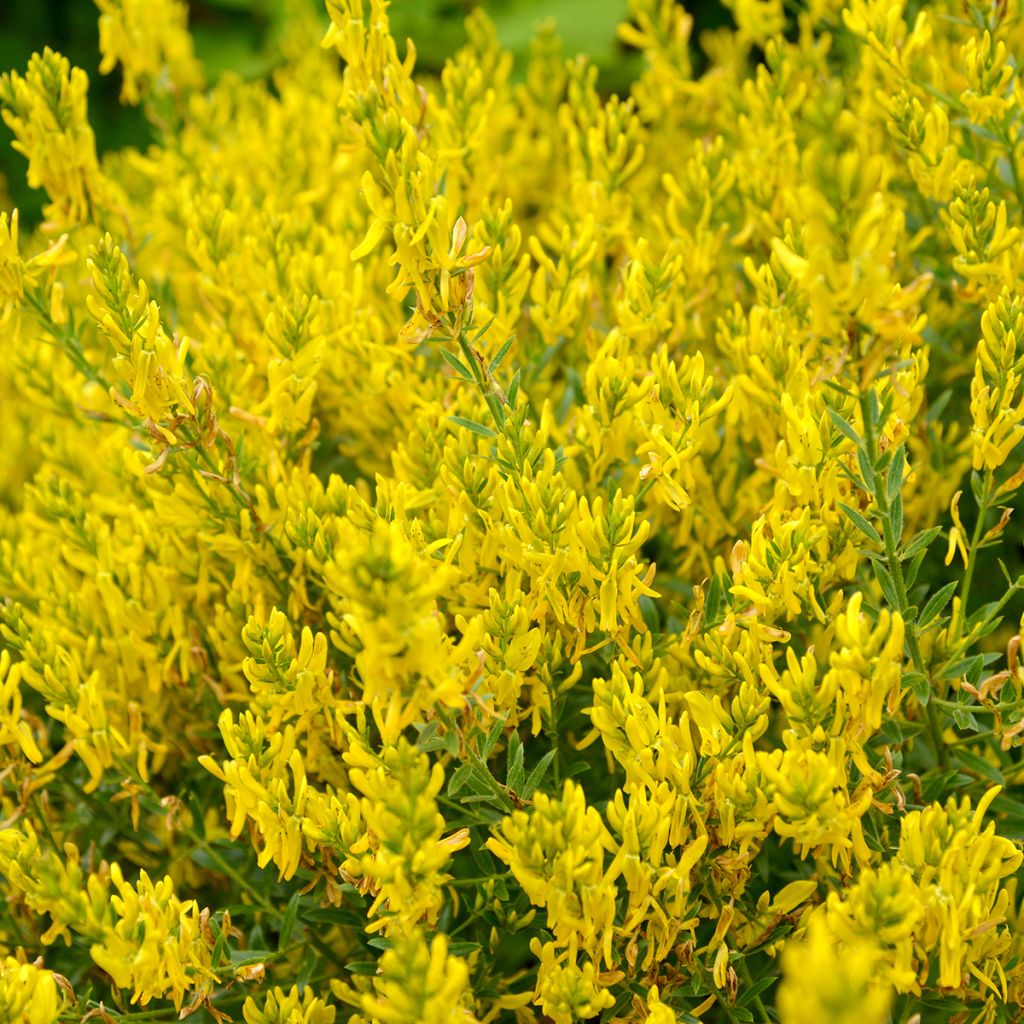 Pensasväriherne Royal Gold