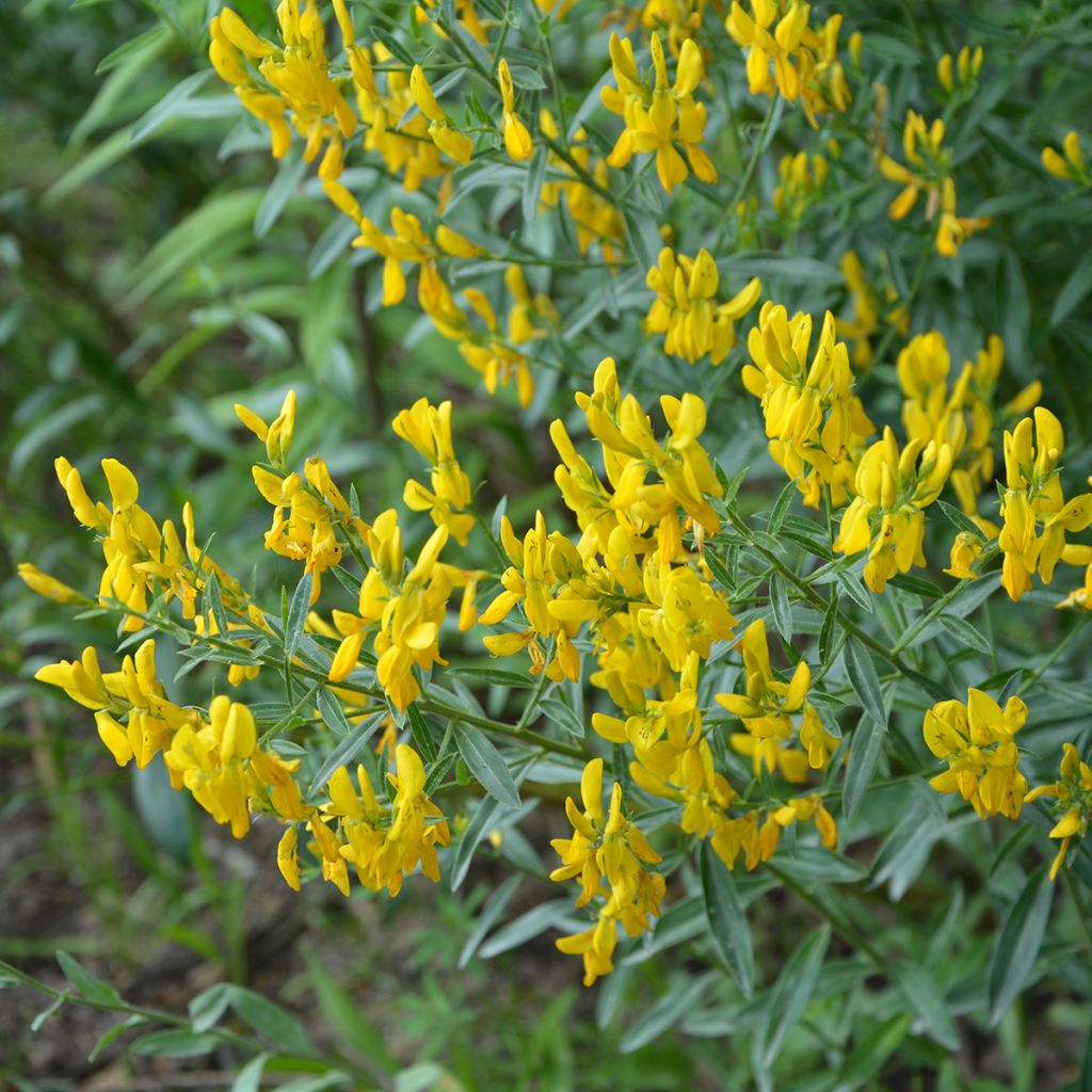 Pensasväriherne Royal Gold