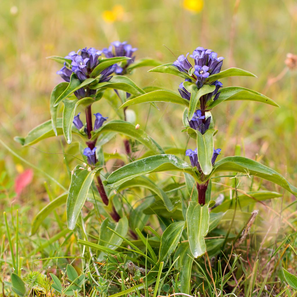 Ristikatkero - Gentiana cruciata