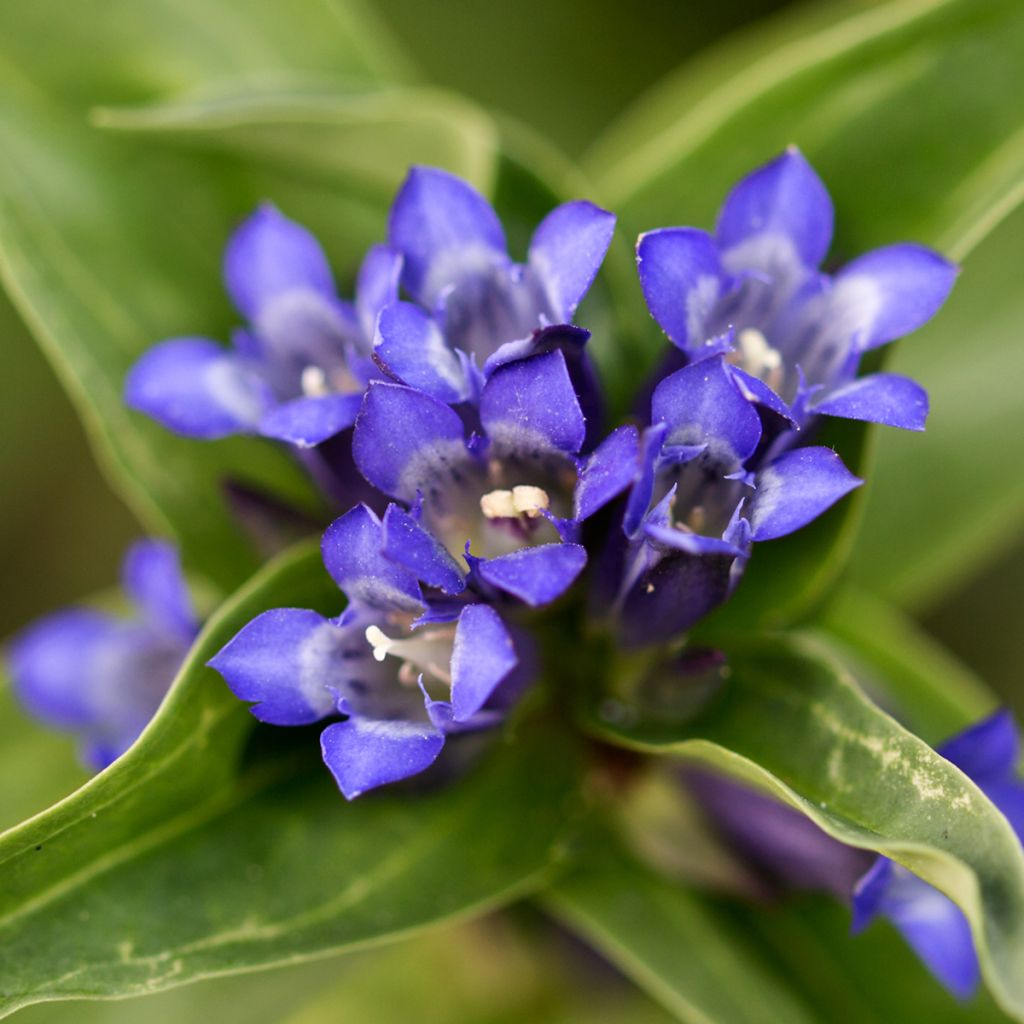 Ristikatkero - Gentiana cruciata