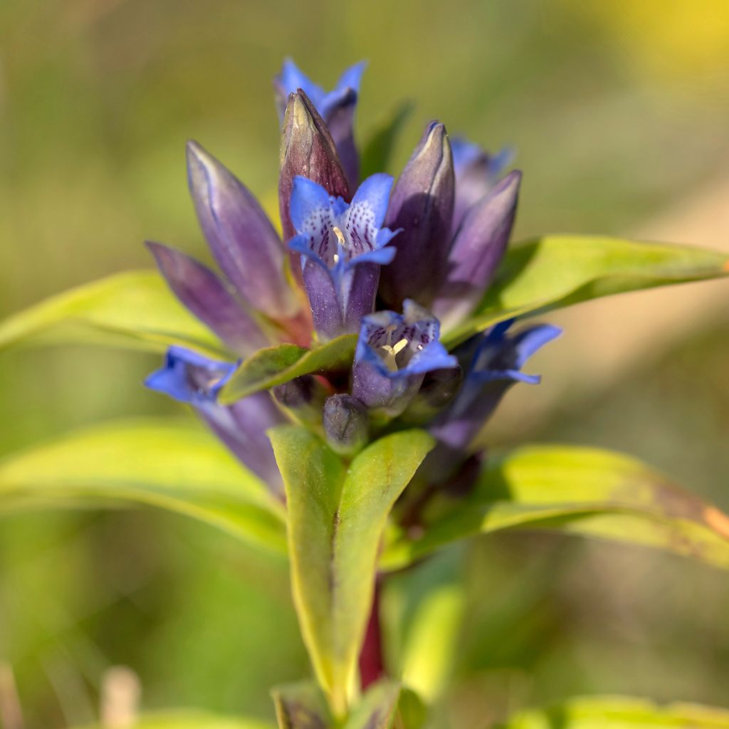 Ristikatkero - Gentiana cruciata