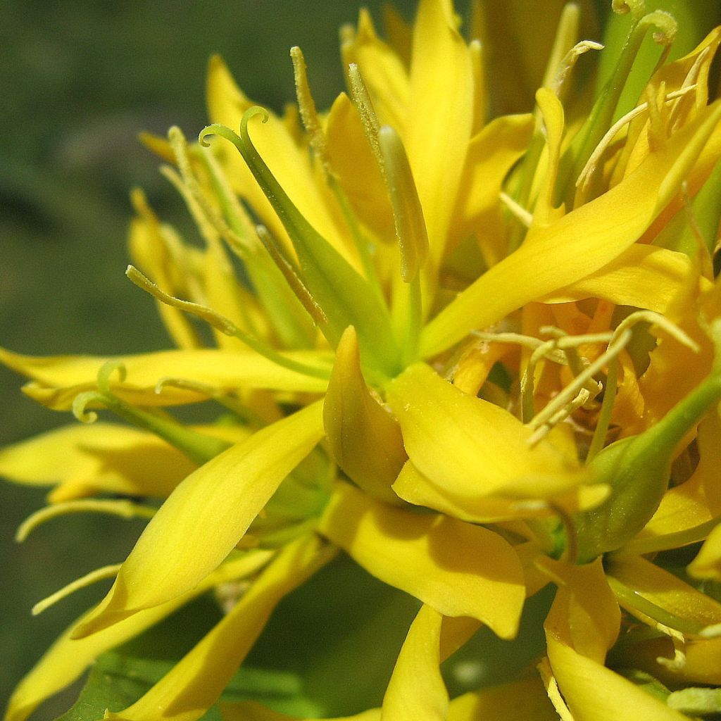 Keltakatkero - Gentiana lutea