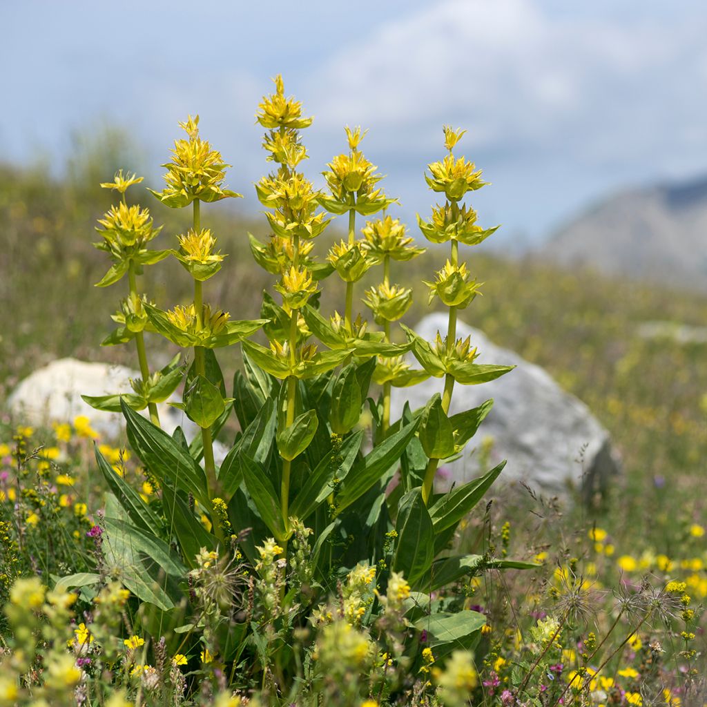 Keltakatkero - Gentiana lutea