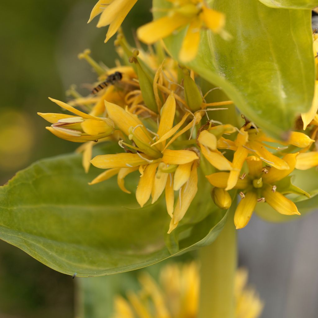 Keltakatkero - Gentiana lutea