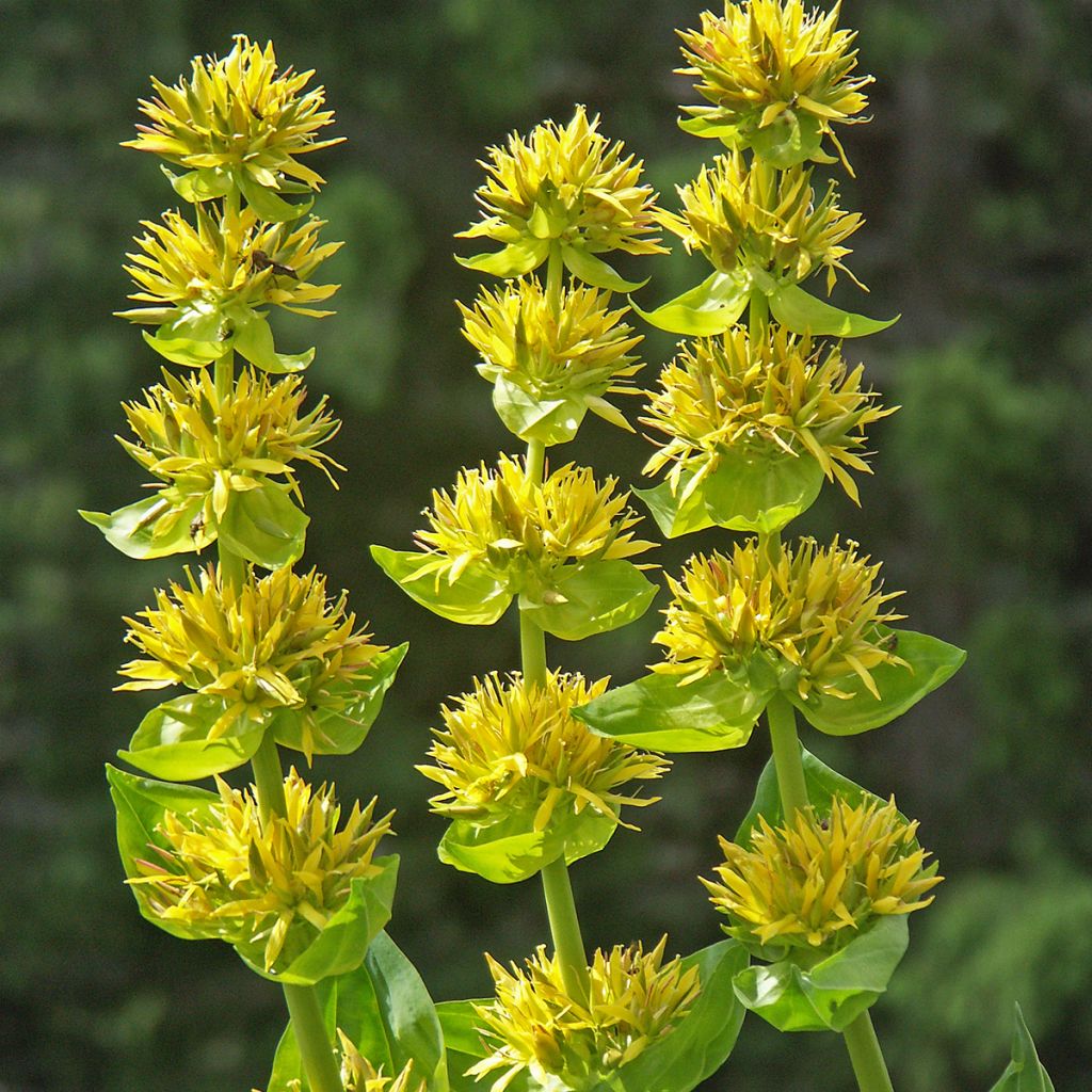 Keltakatkero - Gentiana lutea