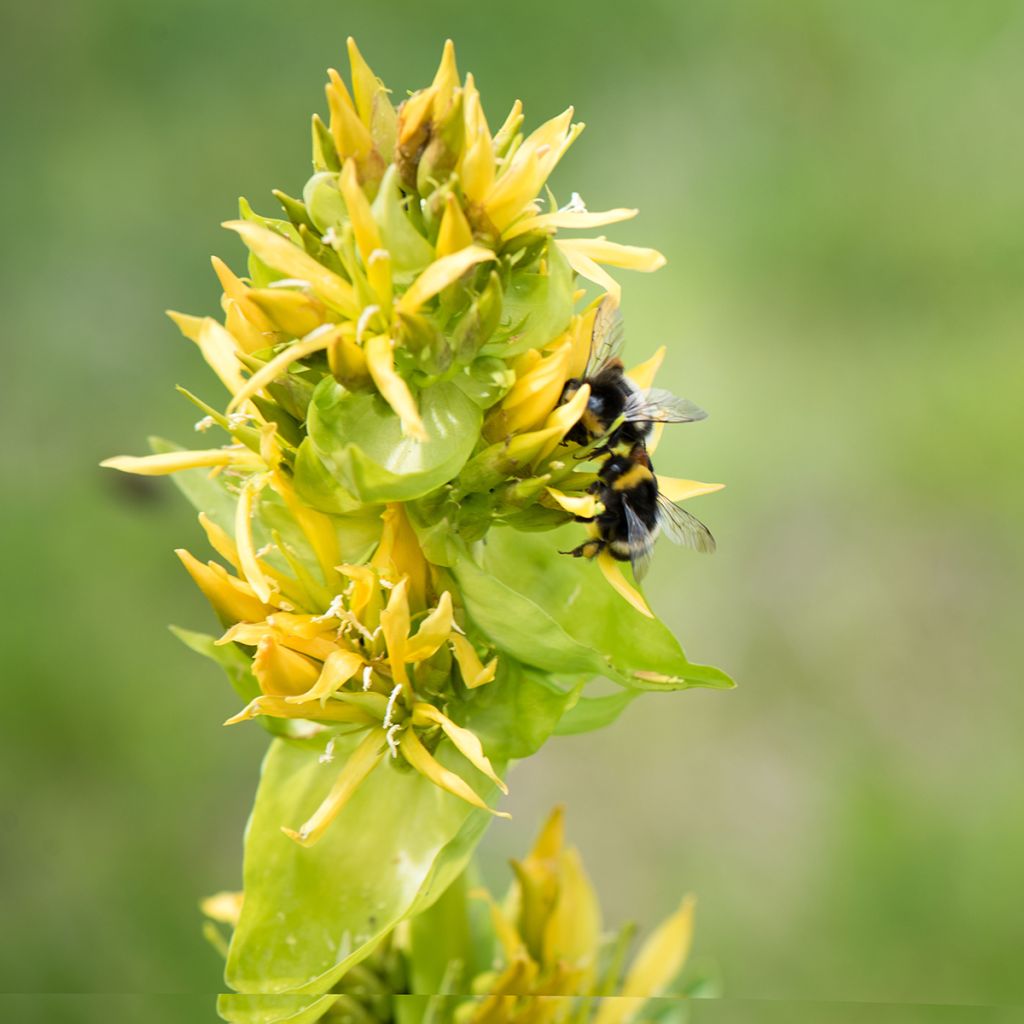 Keltakatkero - Gentiana lutea