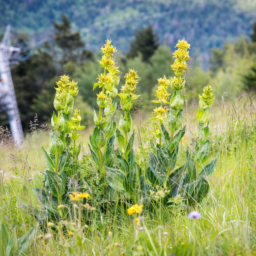 Keltakatkero - Gentiana lutea