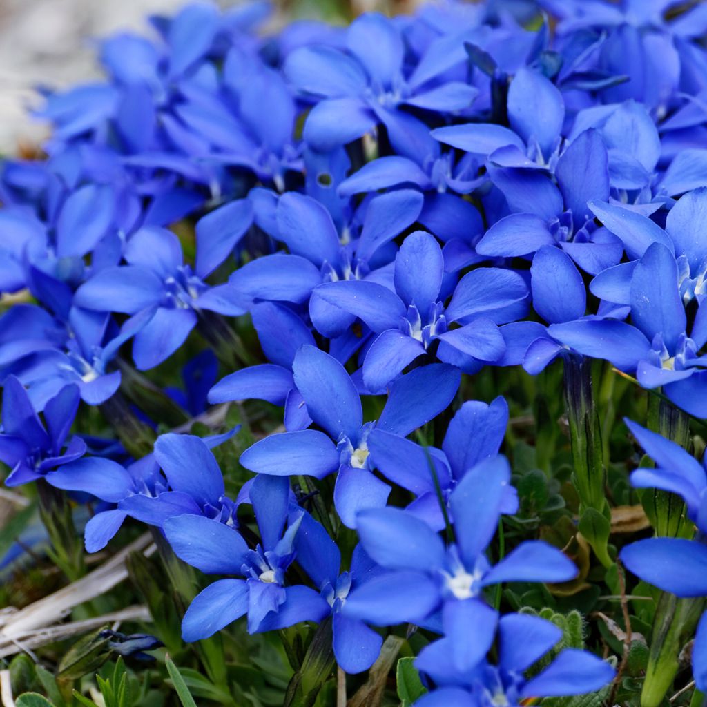 Kevätkatkero - Gentiana verna