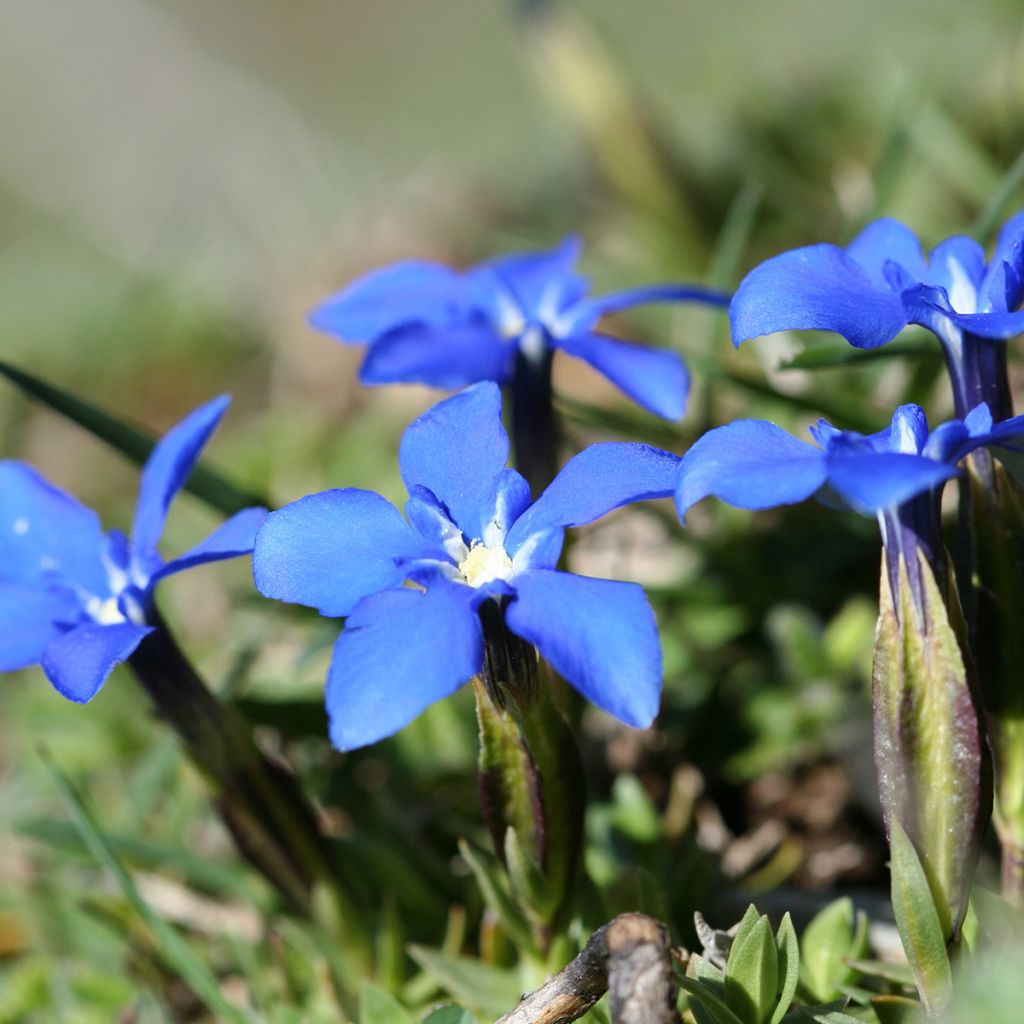 Kevätkatkero - Gentiana verna