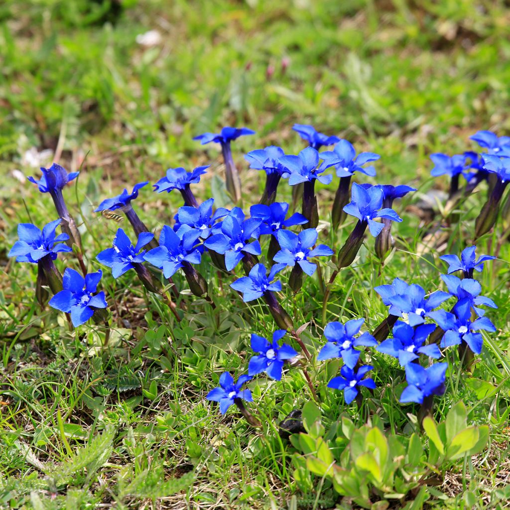 Kevätkatkero - Gentiana verna